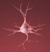 Finding shows potential way to protect neurons in Parkinson's, Alzheimer's, ALS