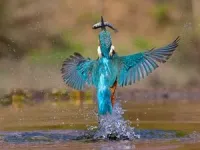 Finding the genes that help kingfishers dive without hurting their brains 2