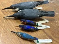 Finding the genes that help kingfishers dive without hurting their brains 3