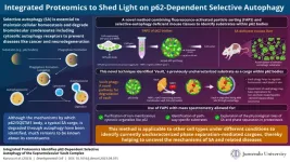 Finding ‘vault’: Unravelling the mysteries of p62-bodies and the cellular recycling pathway