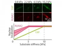 Finer touch for tuning stem cell fate with substrates of varying stiffness