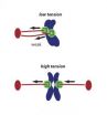 Finger-trap tension stabilizes cells chromosome-separating machinery