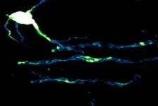 Firing nerve fibers in the brain are supplied with energy on demand 2