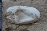 First 3-D pterosaur eggs found with their parents 3