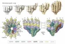 First atomic-scale 'movie' of microtubules under construction, a key process for cell division 2