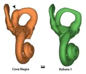 First case of Down syndrome in Neandertals documented in new study 2