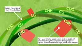 First defence against devastating ToCSV tomato virus explored