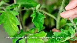 First defence against devastating ToCSV tomato virus explored 2