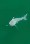 First-ever sighting of a live newborn great white