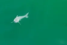 First-ever sighting of a live newborn great white 2