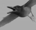 First fossil bird with teeth specialized for tough diet