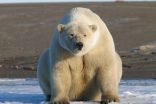 First global review on the status, future of Arctic marine mammals