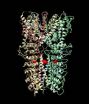 First look at 'wasabi receptor' brings insights for pain drug development 2