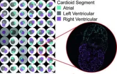 First multi-chamber heart organoids unravel human heart development and disease 3