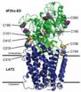 First observation of a human HAT, key proteins in numerous pathologies