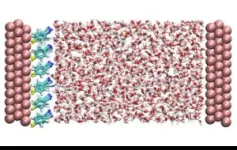 First observation of how water molecules move near a metal electrode 2