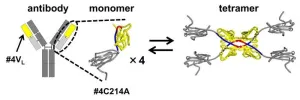 First observation of structures resulting from 3D domain swapping in antibody light chains