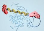 First pictures of BRCA2 protein show how it works to repair DNA