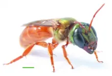 First report of dorsal navigation in a flying insect