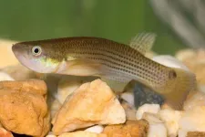 Fish adjust reproduction in response to predators