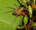 Fish-eating spiders discovered around the world