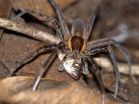 Fish-eating spiders discovered in all parts of the world 2