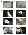 Fish-friendly dentistry: New method makes oral research non-lethal 2