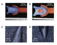 Fish-friendly dentistry: New method makes oral research non-lethal 3