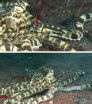 Fish mimics octopus that mimics fish