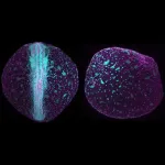 Fish out of water: How killifish embryos adapted their development