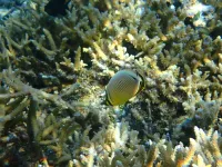 Fish thought to help reefs have poop that’s deadly to corals