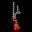 Fitting Kv potassium channels in the PIP2 puzzle