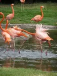 Flamingos form cliques with like-minded pals