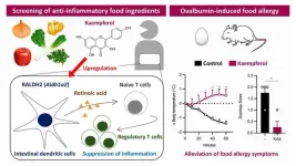 Flavonoid powerhouse: kaempferols role in taming allergic responses