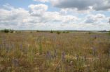 Fledgling ecosystem at Chicken Creek lets scientists observe how soil, flora and fauna develop