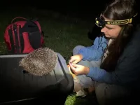 Flexible hibernation could help hedgehogs adapt to environmental changes