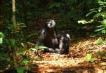 Flexible vocalizations in wild bonobos show similarities to development of human speech