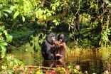 Flexible vocalizations in wild bonobos show similarities to development of human speech 2