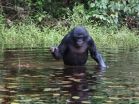 Flexible vocalizations in wild bonobos show similarities to development of human speech 3