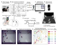 Flickering the neural activities with LED lights