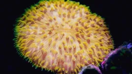 Float like a jellyfish: New coral mobility mechanisms uncovered