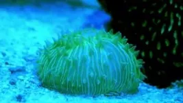 Float like a jellyfish: New coral mobility mechanisms uncovered 2