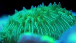 Float like a jellyfish: New coral mobility mechanisms uncovered 3