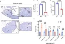 Florescent probes illuminate cholesterol and Alzheimer’s research 2