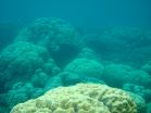 Florida Tech study finds climate refuges where corals survive, grow