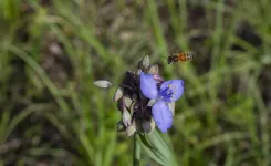 Florida wildflowers and pollinators get a boost with two grants