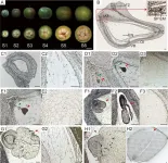 Flow of sweetness: key sugar transporters identified for enhanced Camellia seed growth