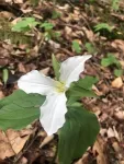 Flower power: Research highlights the role of ants in forest regeneration 2