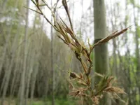 Flowering for naught: 120 years with nothing to show