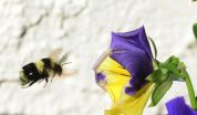 Flowers can endanger bees